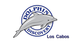 Dolphin Discovery Los Cabos